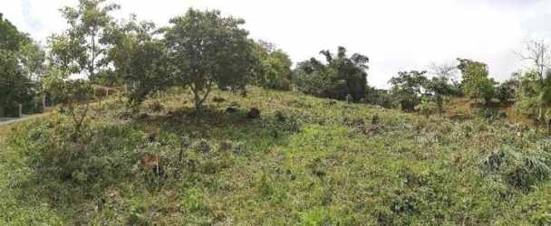 Partially cleared buildable lot with mature trees for shade in Arraiján Panama