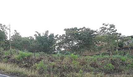 Road adjoining large green lot with slope and trees in Arraiján Panama Oeste