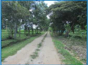 Flat cleared grassy plot surrounded by forest and nature