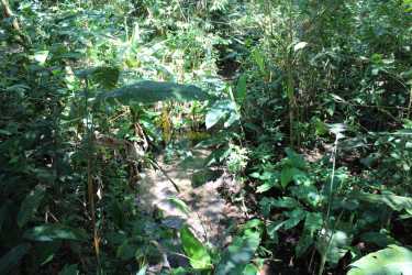 Dense green jungle area with small natural water stream in El Valle Panama
