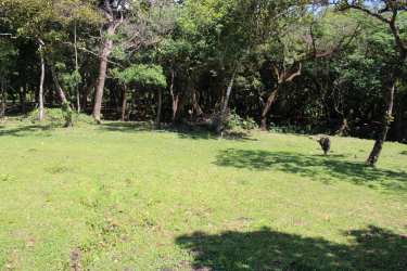 Wooded parcel with open space and trees for sale in El Valle Panama