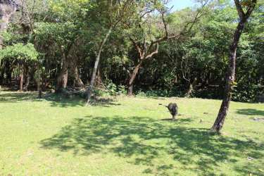Large grassy open space bordered by mature forest trees in El Valle Panama