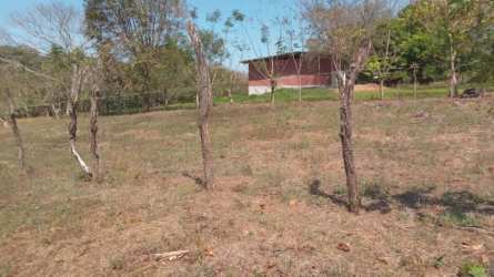 Open plot near Pedasi center with sparse trees and countryside scenery Panama Hola Realty