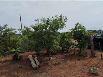 Natural area with tree cover, soil ground and logs at Pedasí countryside