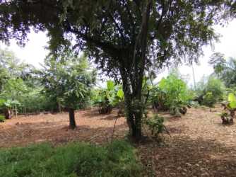 Large outdoor land area with shade trees, soil ground and dense vegetation in Pedasí