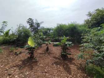 Fertile cultivated land with banana trees and green vegetation in Pedasí, Los Santos
