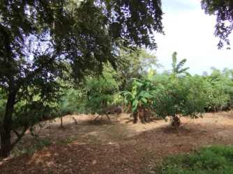 Banana cultivation with mature trees and garden area in El Limón Pedasí