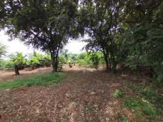 Lush garden with banana trees, mulched ground, and vegetation in El Limón Pedasí