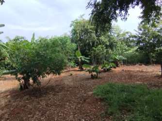 Spacious agricultural land with banana trees and garden plot in El Limón Pedasí