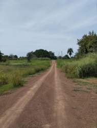 Open countryside lot with green grass, trees and dirt road access in Pedasí