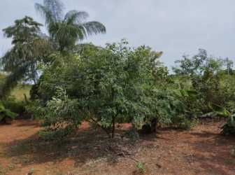 Open countryside with various trees and vegetation on exposed soil under blue sky in Pedasí
