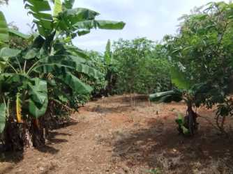 Dirt road bordering banana plantation and lush vegetation lot in Pedasí countryside