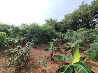 Banana grove with mature trees in rustic countryside Pedasí lot for sale