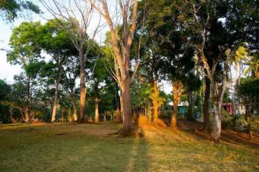 Large flat grassy plot with tall tropical trees ideal development coastal Panama