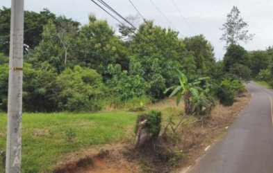 Vegetated roadside rural plot with paved road, utility pole, overhead power lines in Herrera Parita Panama