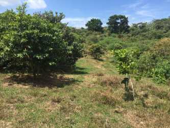 Dense greenery and forested land with clear sky in Achiote Colón near Caribbean