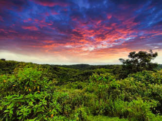 Vibrant sunlit forest with panoramic sunset sky in Achiote Panama land