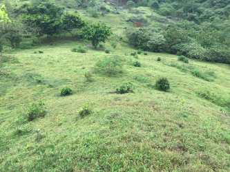 Rolling grassy hillside with scattered foliage in rural Panama