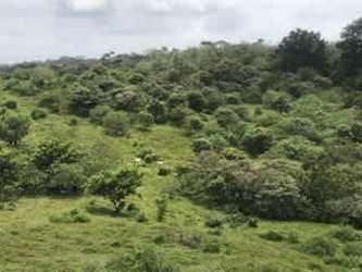 Wide open land with scattered trees under partly cloudy sky in Panama