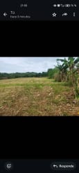 Open grassy field with banana plants and distant tree line Renacimiento Panama