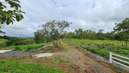 Green farmland field with greenhouse fencing and cloudy sky Capira Panama