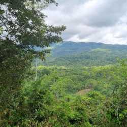 Lush green wooded lot with varied native trees rural Coclé Panama land for sale