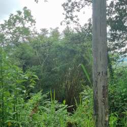 Thick green vegetation forested terrain land parcel in Penonomé Coclé Panama for sale