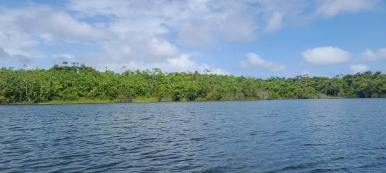Dense green forest along the lake shoreline of development land Gatun Lake Panama