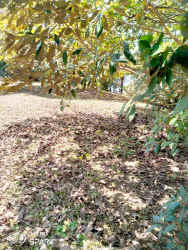 Coastal land with tropical vegetation near Caribbean beach Panama
