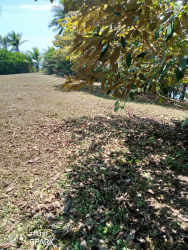 Open lot with palm trees and Caribbean sea views in Nuevo Chagres Panama