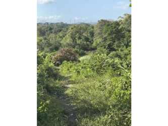 Wooded natural landscape with mature trees on farm property Buena Vista Colon Panama