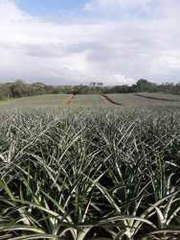 Land for Sale in La Chorrera - 0 bedrooms