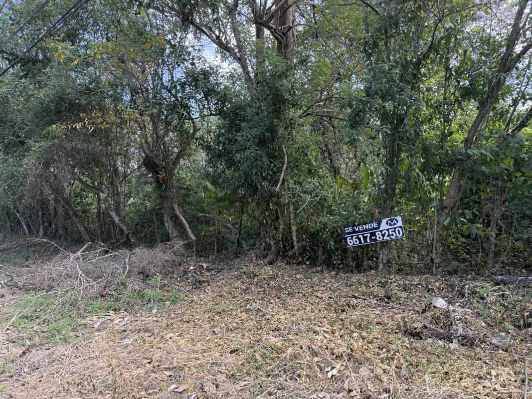 Undeveloped wooded land with mature trees for sale at Brisas del Golf Panama City