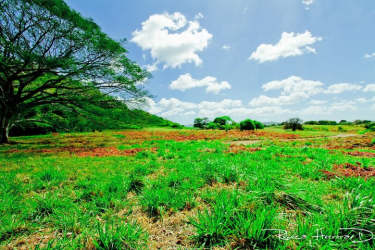 Lush open field with mature trees under mountain backdrop rural land Penonomé Panama
