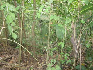 Land / Lot for Sale in Ancón - 0 bedrooms