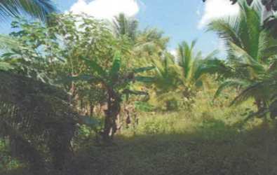 Dense tropical greenery with banana and palm trees, grassy areas on large lot in Panama Oeste