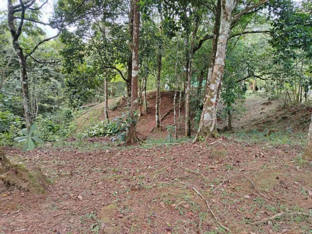 Forest lot with lush trees and natural mountain setting in Cerro Azul Panama