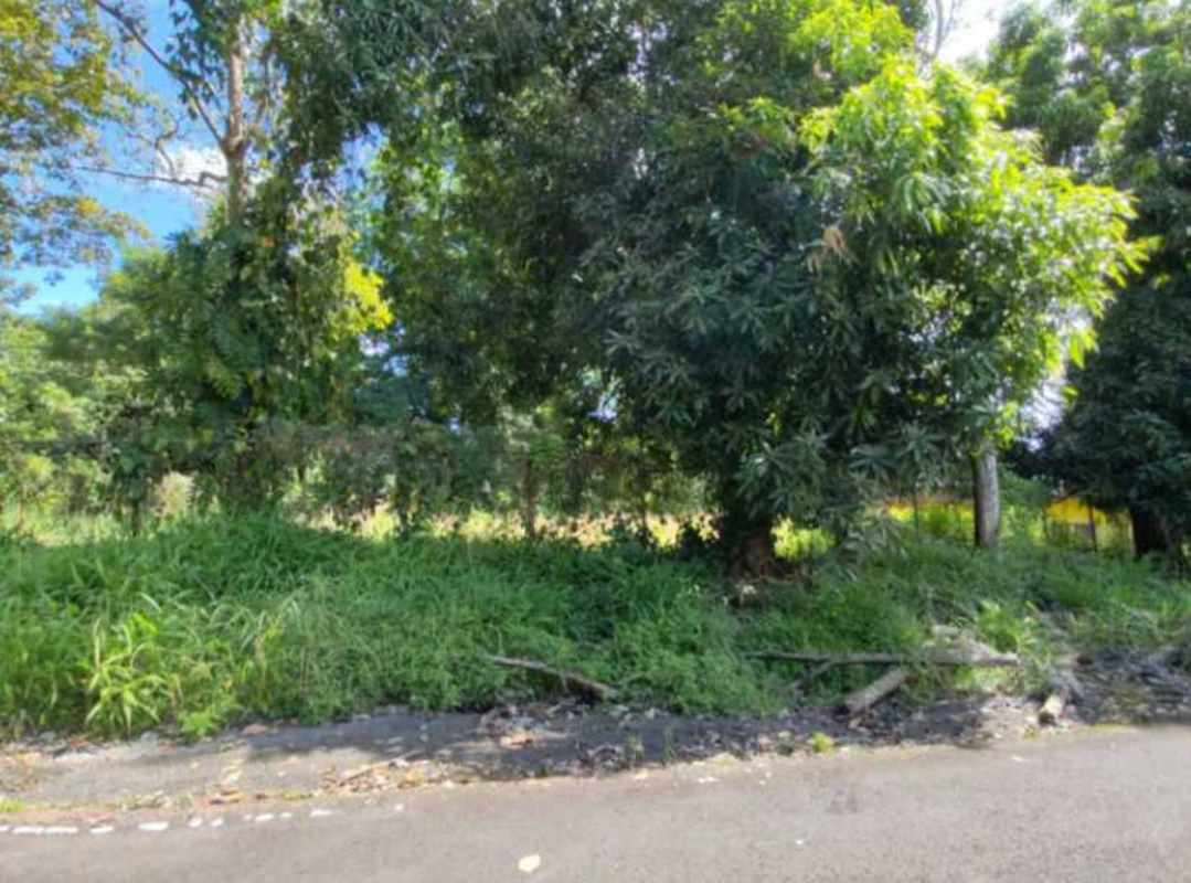 Overgrown clearing with mature trees ideal for residential project in Las Cumbres Panama