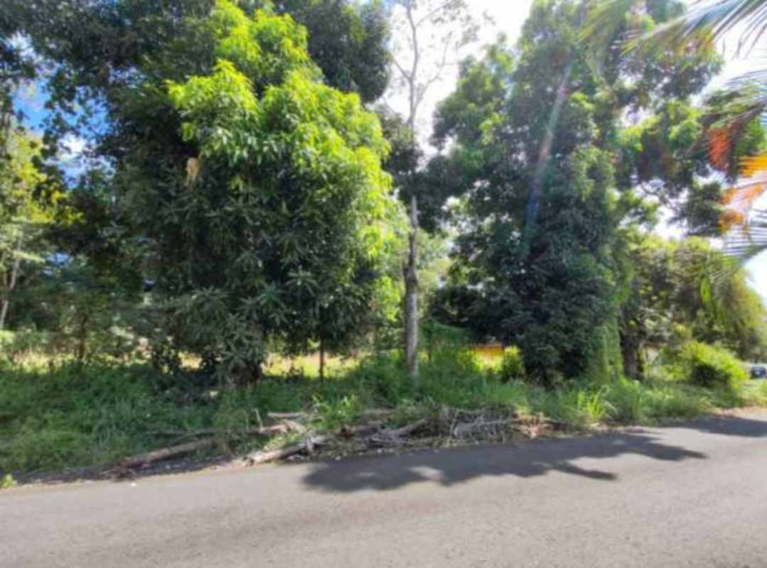 Heavily wooded residential land lot filled with trees and natural vegetation Panama