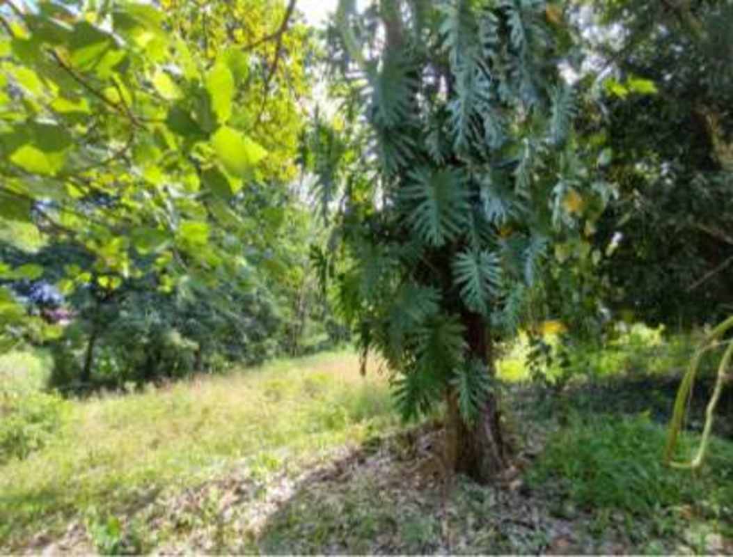 Natural flat land parcel with trees ideal for residential construction in Panama City