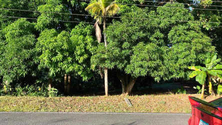 Lush tropical trees roadside near house Ciudad Futuro Arraiján Panama
