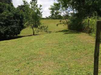 Open green area with mature trees and clear sky on land for sale Los Lirios Panama