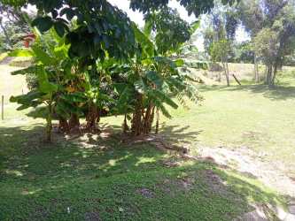 Outdoor grassy yard with banana plants, mature trees and sunshine in Los Lirios San Carlos