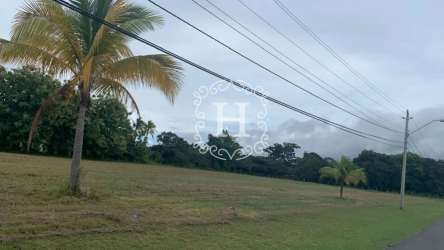 Open grassy lot with palm trees, paved road and power lines near Pacific shore El Farallón Panama