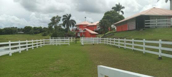 Wide grassy yard fenced with palm trees and barns with red roofs on ranch Panama for sale