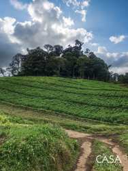 Green fields cultivated agriculture dirt track forest border Panama highlands