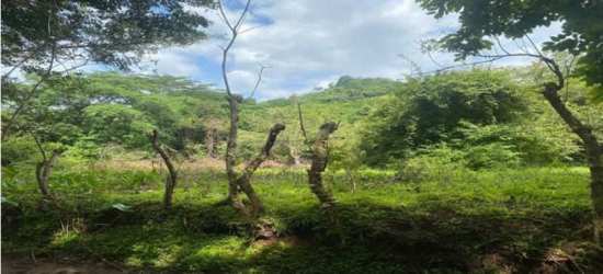 Dense vegetation and rustic wooden fence on countryside land for sale Panama near Punta Chame