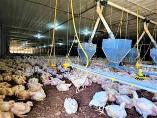 Farm & Commercial Poultry Facility for Sale in Natá - 4 bedrooms