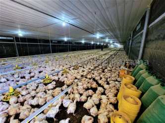 Exterior of poultry shed with large ventilation fans at farm for sale in Natá Coclé Panama