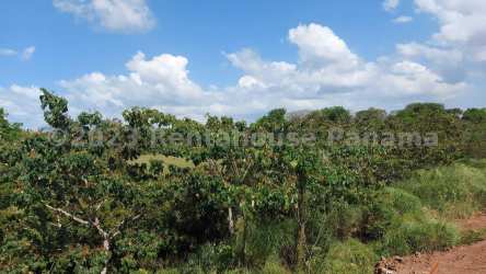 Open flat terrain with greenery in Vista Alegre Arraiján